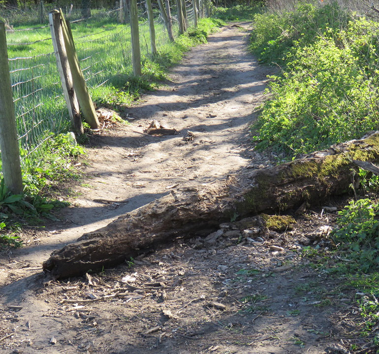 Fallen log