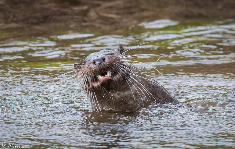 Otters are dangerous wild animals © D Howe