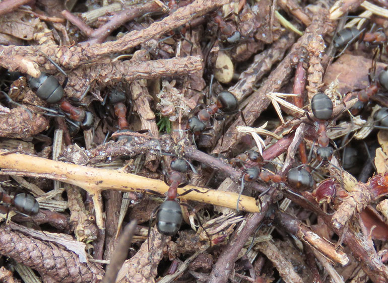 Wood ants building their nest