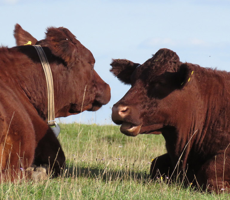 Cattle at Badbury Rings