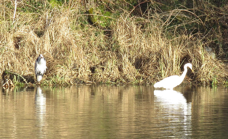 Grey heron (L) and great white egret at Moors Valley Country Park