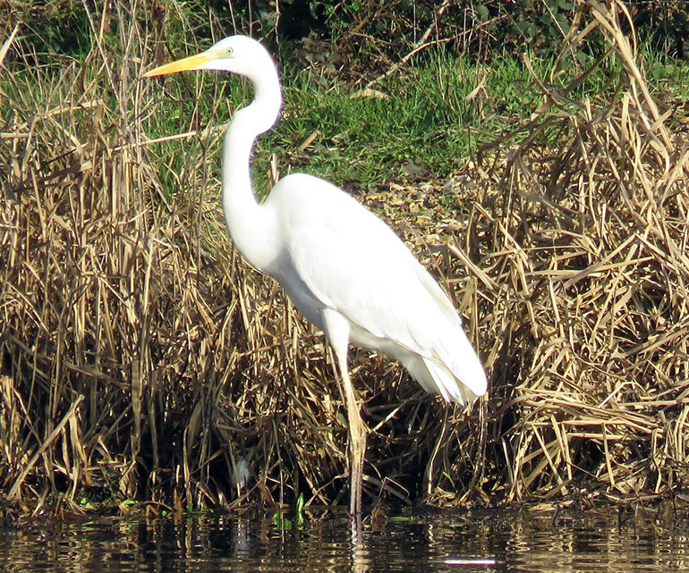 Great white egret at Moors Valley Country Park