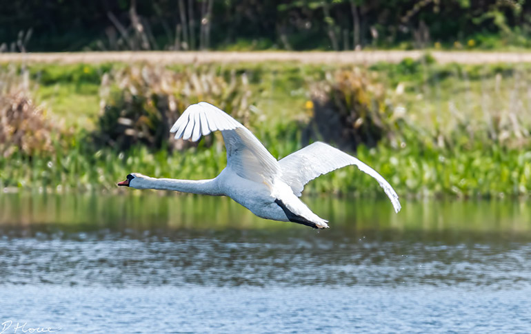 Swan-in-flight