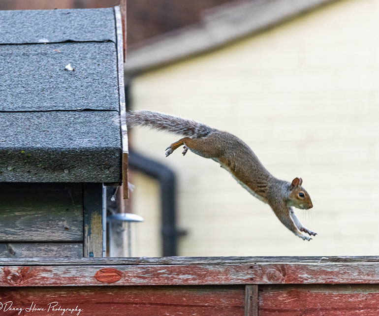 Grey squirrel leaping © Danny Howe Photography