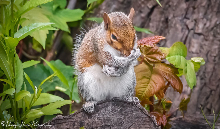 Grey squirrel © Danny Howe Photography