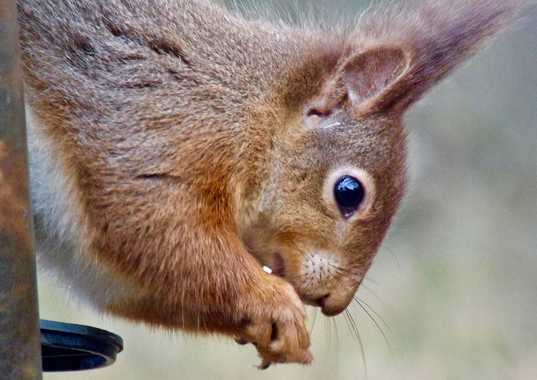 Red squirrel at Brownsea Island © CatchBox
