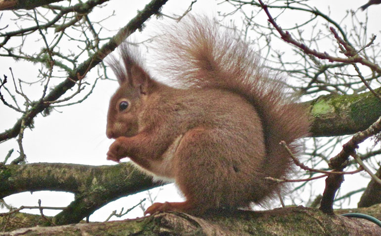Red squirrel Brownsea © CatchBox