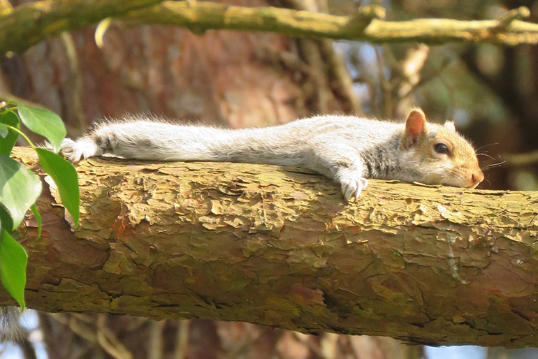 Sunbathing squirrel © CatchBox