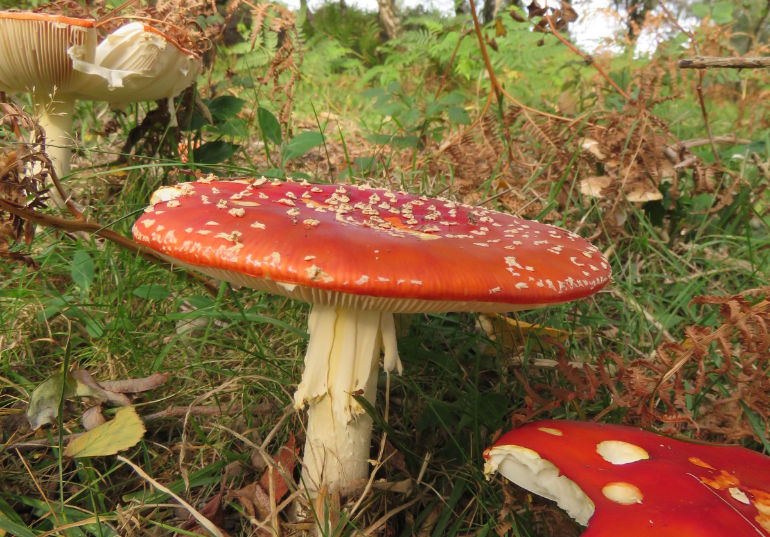 Fungi spotting in the New Forest will raise awareness of what’s on the forest floor