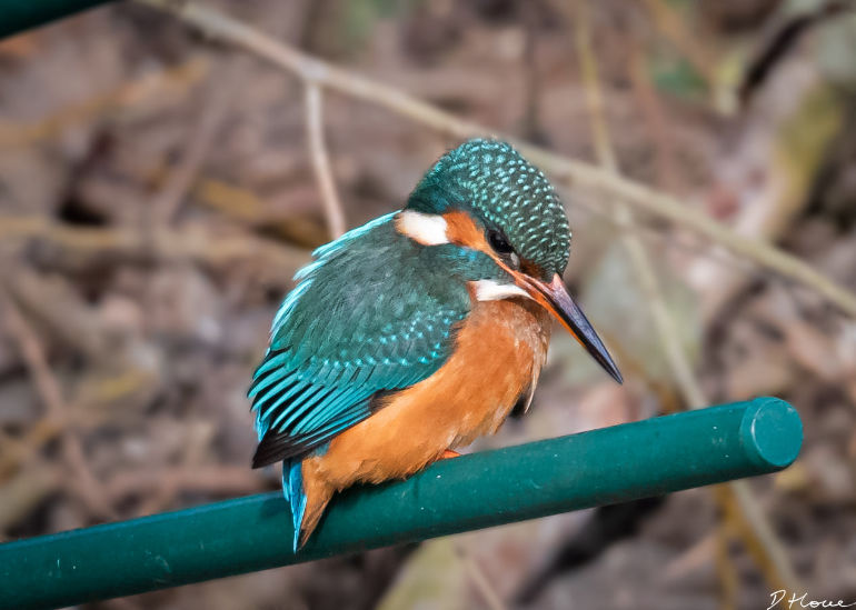 kingfisher colour coordinated