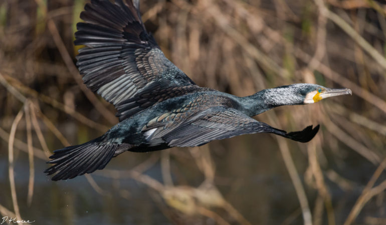 Cormorant flight