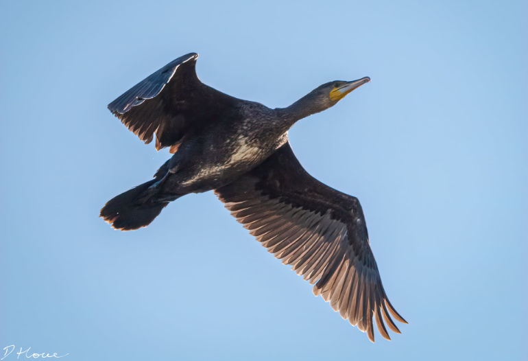 Cormorant flying