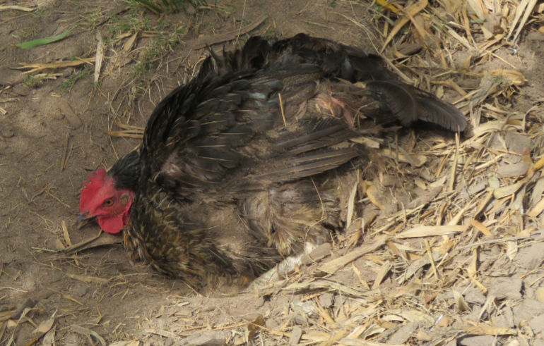 Healthy hen having a dust bath. If you suspect your birds have contracted avian flu call 03000 200 301