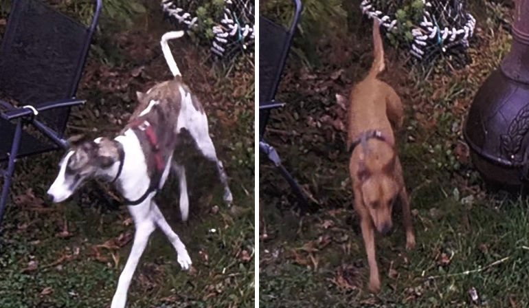 Images of the dogs involved in an attack which resulted a woman being bitten and the death of her cat