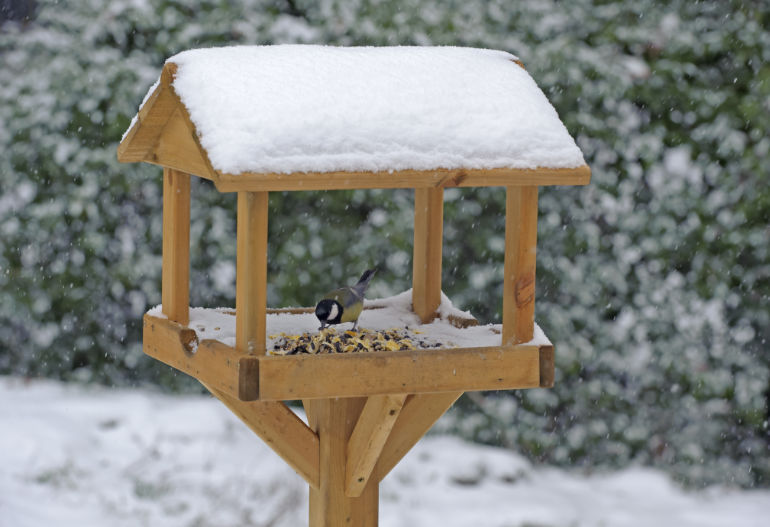 Great tit feeding on RSPB garden bird table © Chris Gomersall (rspb-images.com)
