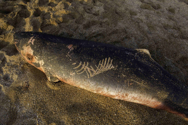 Dead pygmy sperm whale washed ashore © Julie Hatcher