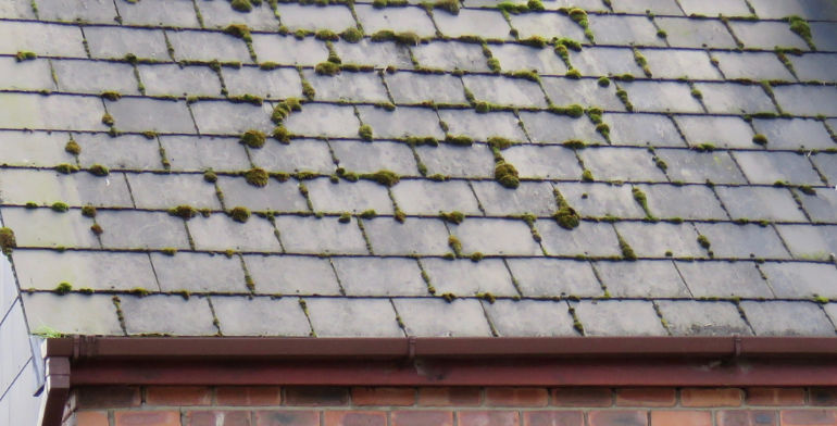 Roof with moss on