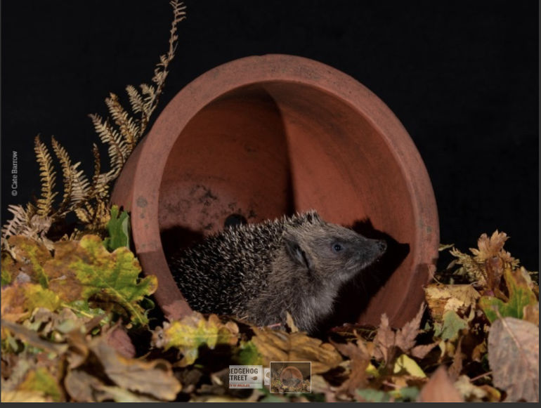 Hedgehog in a planter. Credit Cate Barrow