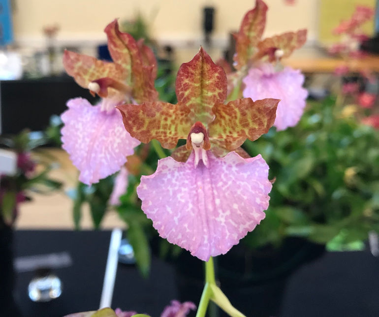 Orchid show