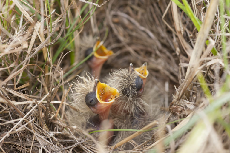 At risk: skylark chicks in a nest on the ground © Kevin Sawford