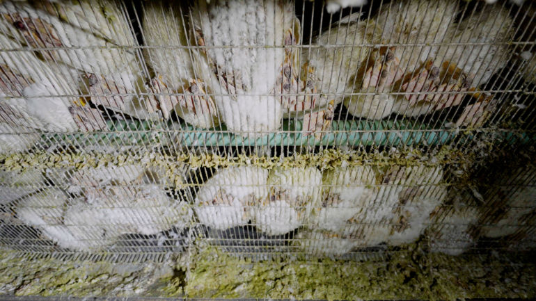 Foie gras: ducks living in their own filth and in cramped cages © L214