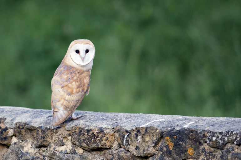 Barn owl at Lorton © Paul Williams