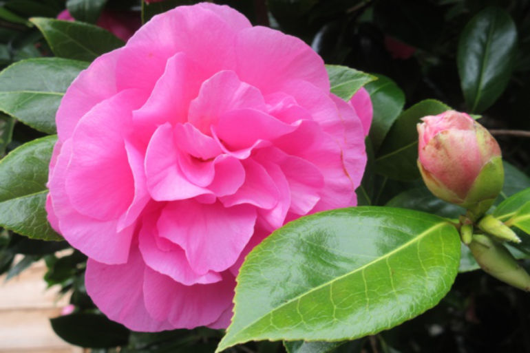 2021 OVERALL WINNER: Camellia × williamsii ‘Yesterday’ (L), credit Dr K Westbrook