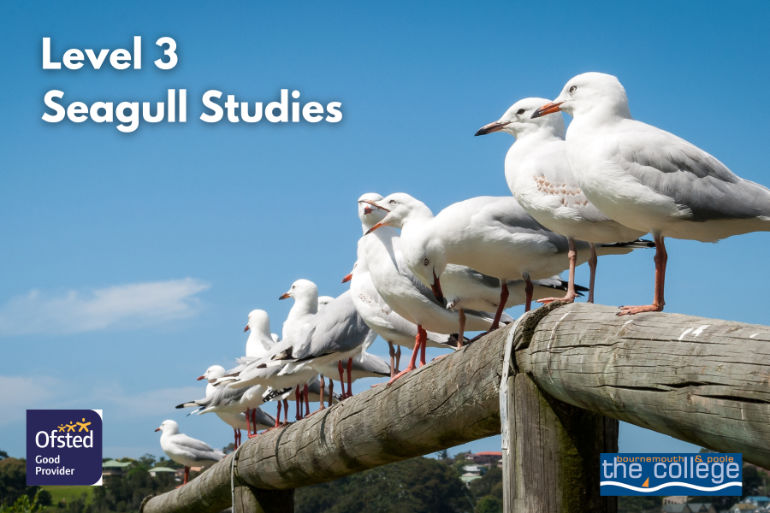 Seagull Studies