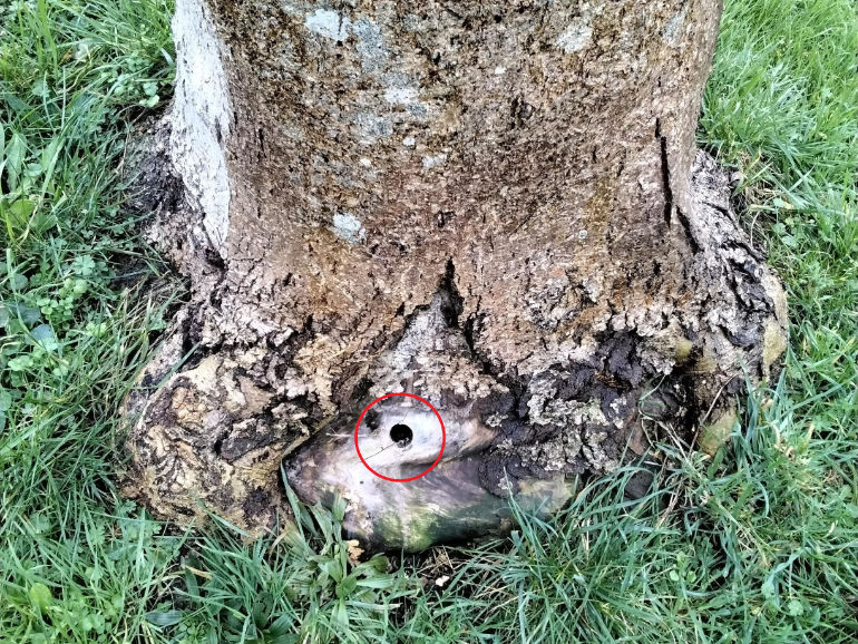 poisoned tree