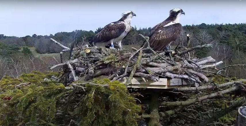Breeding pair of ospreys make history in Poole Harbour