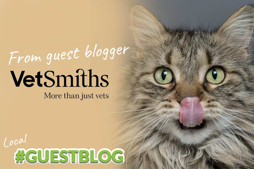 Vetsmiths-guest-blog-fleas