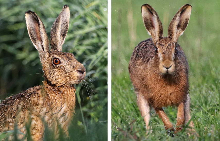Brown hares © Sharon Towning