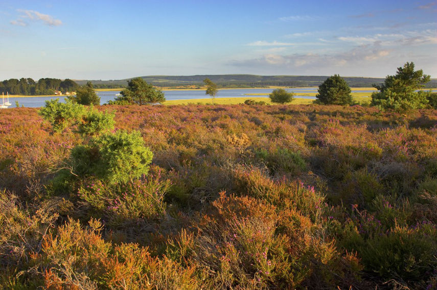 Landscape view of reserve showing heather and water, Arne RSPB Reserve, Dorset, by Ben Hall (rspb-images.com)