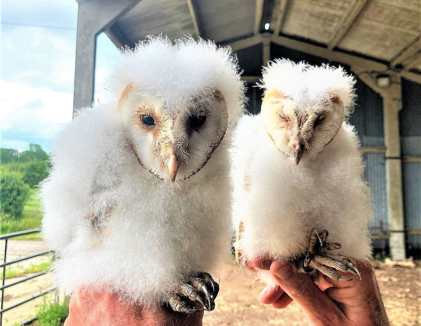Nine barn owl chicks born on Dorset farms
