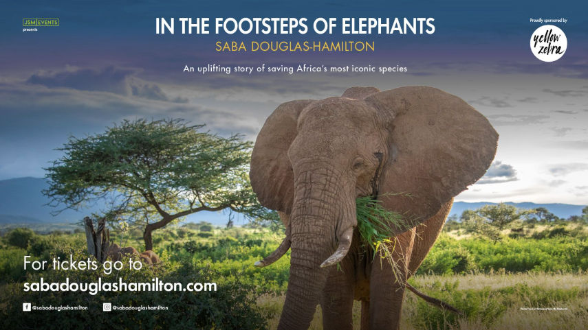 In the footsteps of elephants