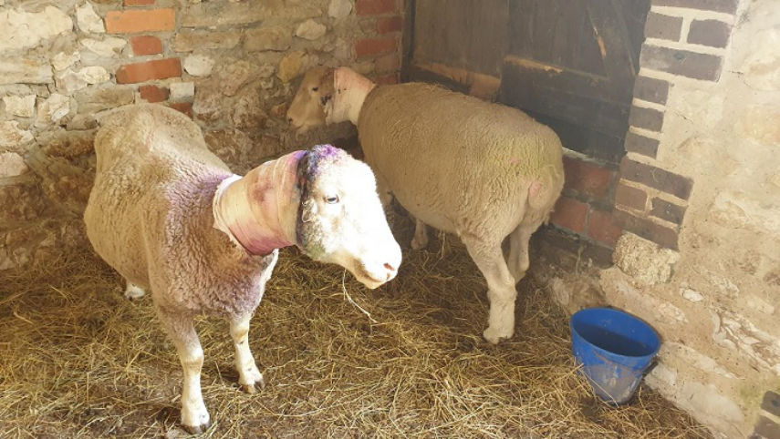 INJURED SHEEP: Two sheep killed and two lost their ears as a result of a dog attack
