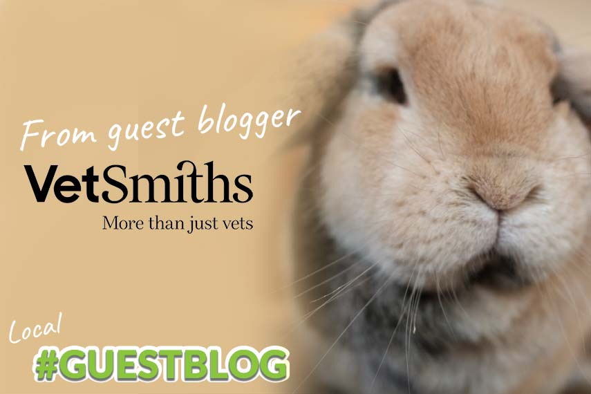 Vetsmiths-rabbits