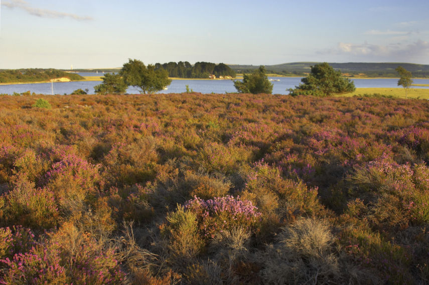 Landscape view of reserve showing heathland and water, Arne RSPB Reserve, Dorset. July 2005