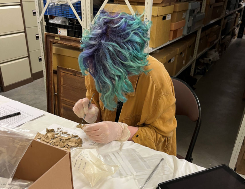 Jesse McCabe, laboratory research scientist at the Francis Crick Institute, examines bone fragments from the Tarrant Hinton burials © Museum of East Dorset