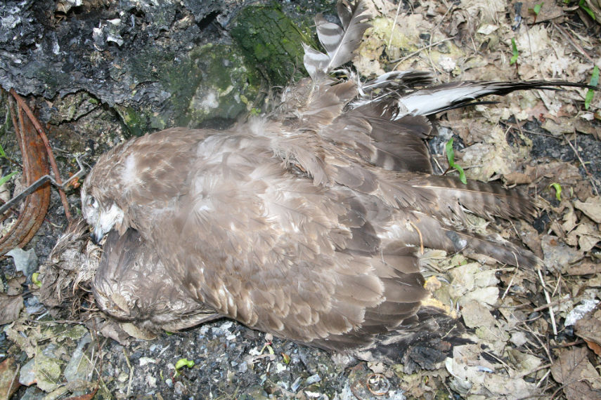 Two of six dead buzzards found - all had been shot © RSPB