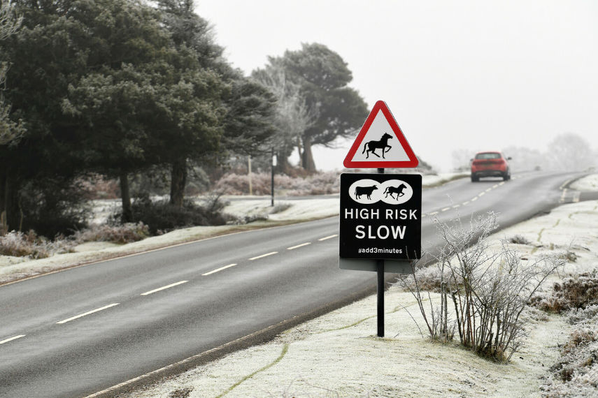 Winter roads and animals © New Forest National Park Authority