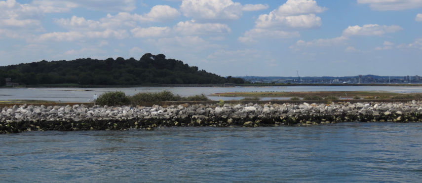 Brownsea Island lagoon where birds nest and rear their young in Poole Harbour