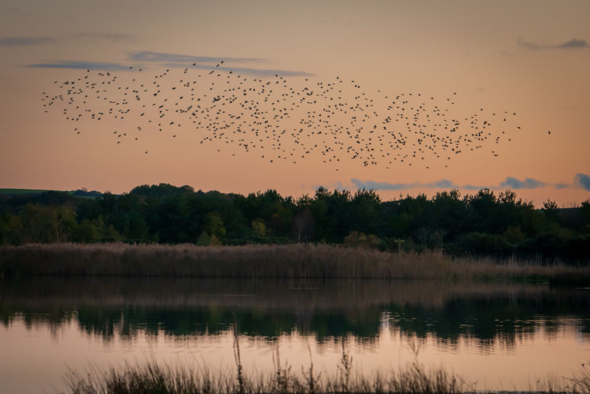 © Mike Elliot Photography - Murmuration of starlings