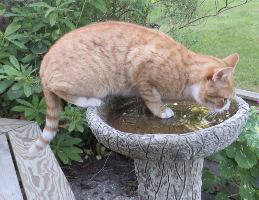 PDSA warns antifreeze is highly toxic to animals