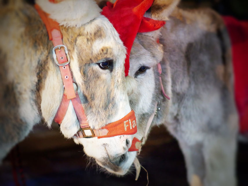 Kelly’s donkeys. Photo by Jamie Warne
