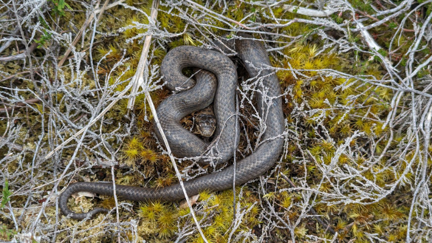 Britain's Rarest Snake Avon Heath Country Park restoration